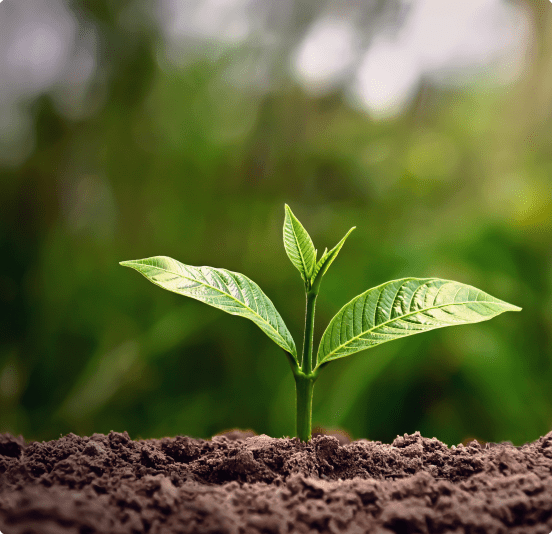 A young green plant sprouting from rich soil.